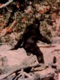 Bigfoot